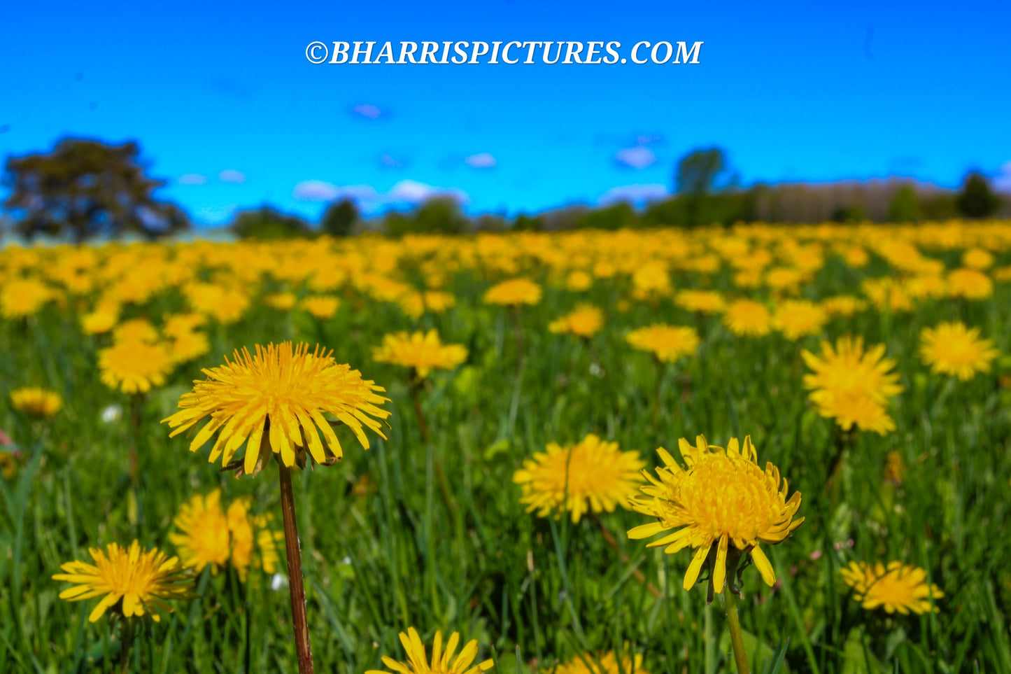 Dandelion Fest Set