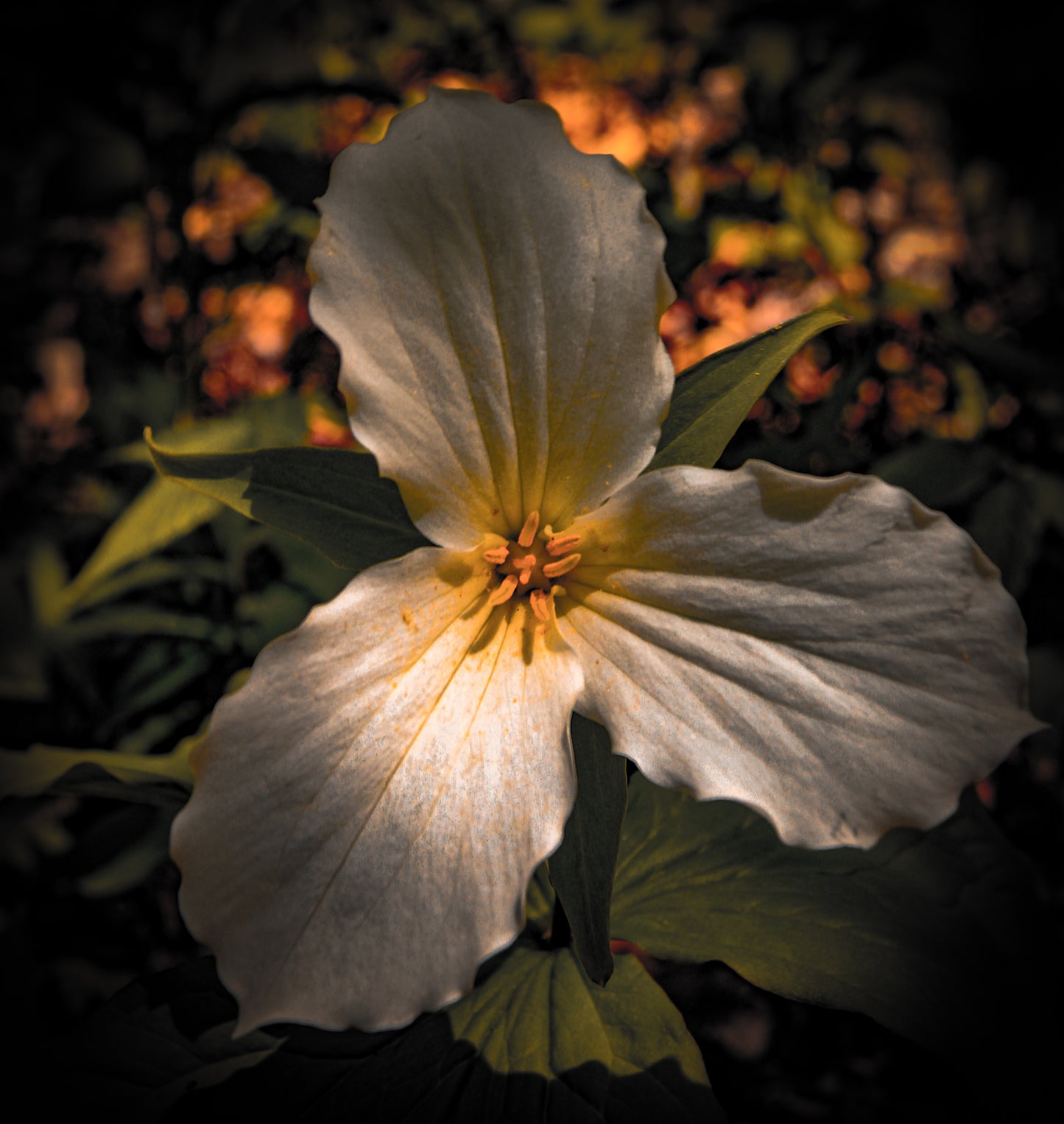 Flower bundle #1