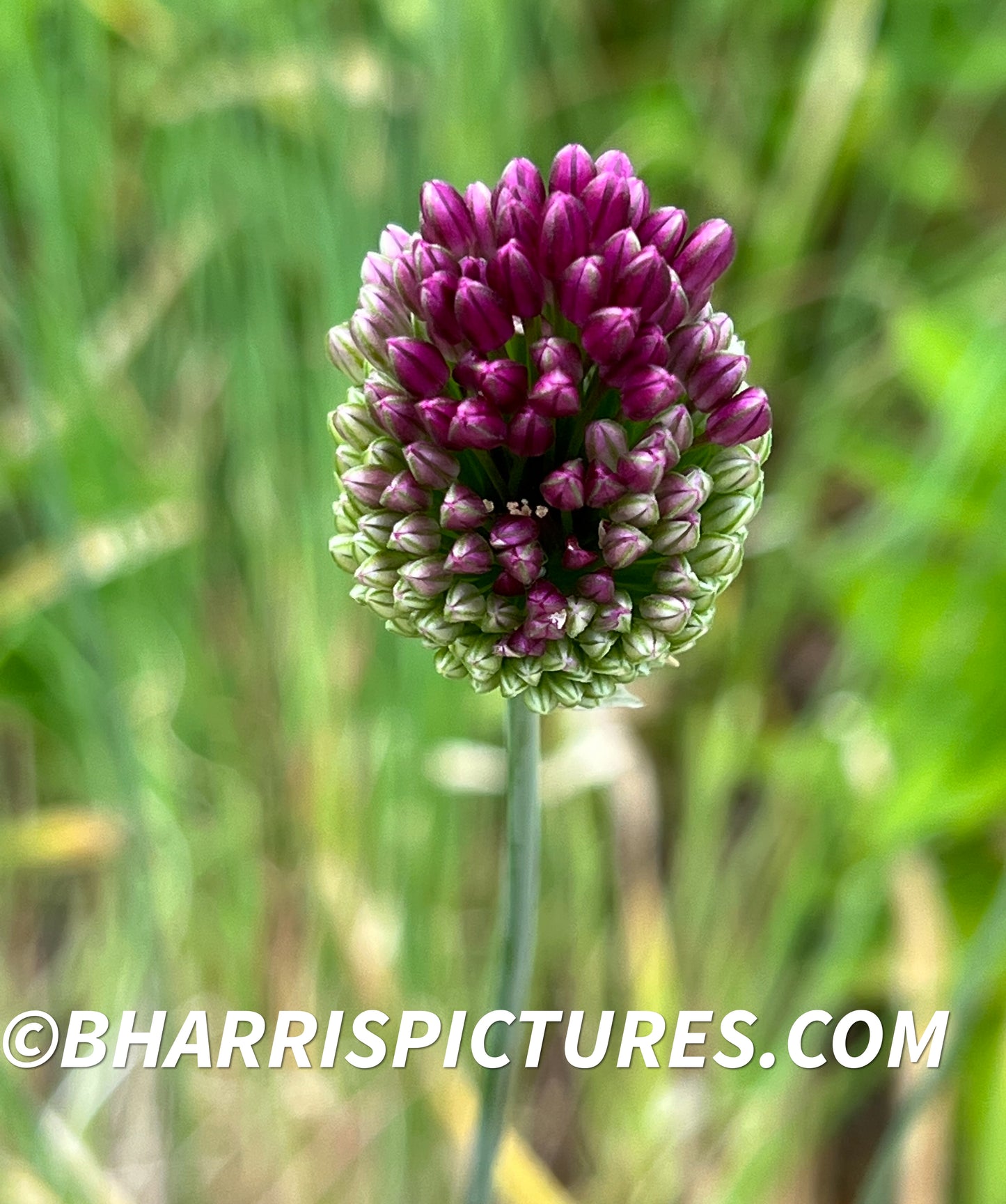 Flower bundle #1