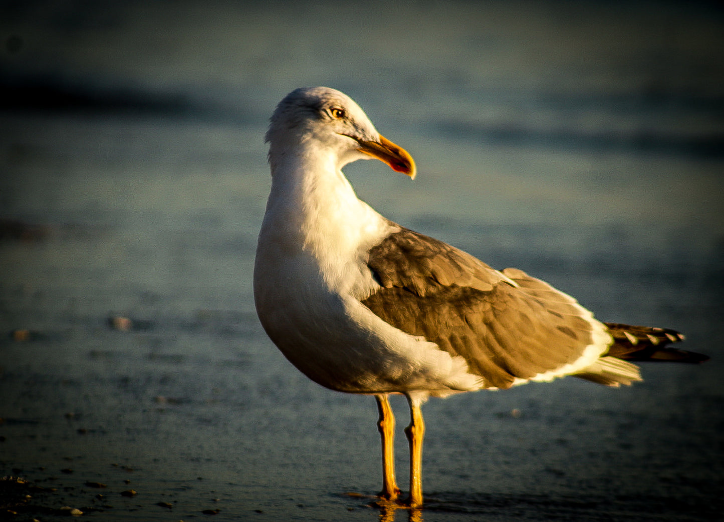 Bird eye